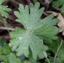 Attēlu rezultāti vaicājumam “Geranium dissectum leaf”