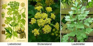 Image result for Liebstöckel