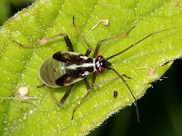 Attēlu rezultāti vaicājumam “Grypocoris sexguttatus imago”
