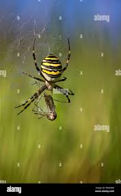 Attēlu rezultāti vaicājumam “Argiope bruennichi”