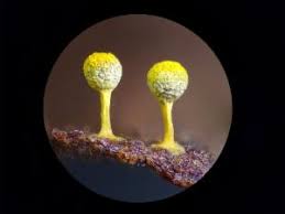 Attēlu rezultāti vaicājumam “Craterium aureum spores”