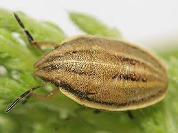 Attēlu rezultāti vaicājumam “Aelia acuminata”