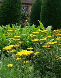 Image result for Achillea filipendulina