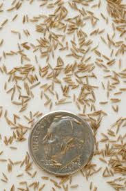 Attēlu rezultāti vaicājumam “Poa palustris”