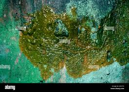 Attēlu rezultāti vaicājumam “Badhamia sp.”