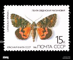 Attēlu rezultāti vaicājumam “Catocala sponsa”