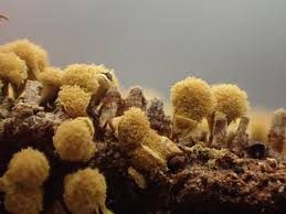 Attēlu rezultāti vaicājumam “Hemitrichia calyculata”