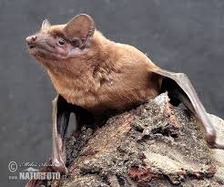 Attēlu rezultāti vaicājumam “Nyctalus noctula”