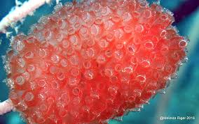 Attēlu rezultāti vaicājumam “Tubifera applanata sessile”