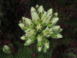 Attēlu rezultāti vaicājumam “Jovibarba globifera flower”