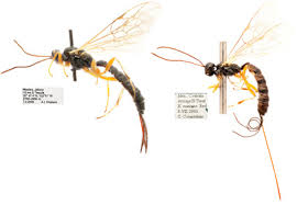 Attēlu rezultāti vaicājumam “Ichneumonidae”