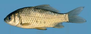 Attēlu rezultāti vaicājumam “Carassius auratus”