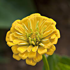 Image result for Zinnia elegans