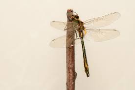 Attēlu rezultāti vaicājumam “Cordulia aenea”