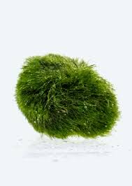 Imagini pentru Cladophora aegagropila