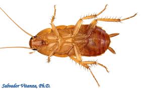 Attēlu rezultāti vaicājumam “Blattoptera”