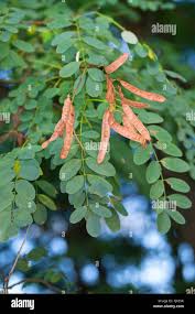 Attēlu rezultāti vaicājumam “Robinia pseudoacacia fruit”
