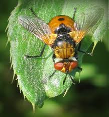 Attēlu rezultāti vaicājumam “Gymnosoma sp.”