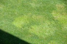 Attēlu rezultāti vaicājumam “Poa trivialis”