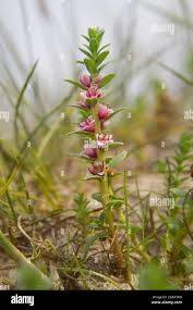 Attēlu rezultāti vaicājumam “Glaux maritima leaf”