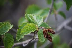 Attēlu rezultāti vaicājumam “Alnus incana leaf”