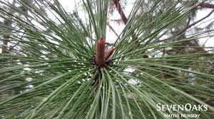 Attēlu rezultāti vaicājumam “Pinus ponderosa fruit”