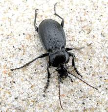 Attēlu rezultāti vaicājumam “Carabus arcensis”