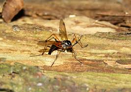 Attēlu rezultāti vaicājumam “Dictenidia bimaculata”