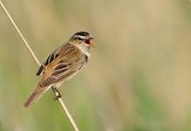 Attēlu rezultāti vaicājumam “Acrocephalus schoenobaenus adult”