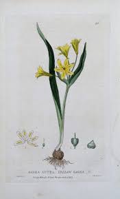 Attēlu rezultāti vaicājumam “Gagea lutea”