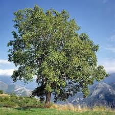 Attēlu rezultāti vaicājumam “Juglans x sinensis”