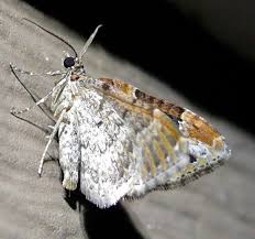 Attēlu rezultāti vaicājumam “Xanthorhoe ferrugata”