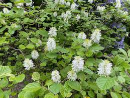 Attēlu rezultāti vaicājumam “Fothergilla major”