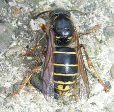 Attēlu rezultāti vaicājumam “Dolichovespula media”