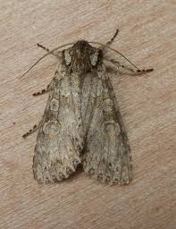 Attēlu rezultāti vaicājumam “Polia nebulosa”