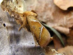 Attēlu rezultāti vaicājumam “Hepialus sylvina”