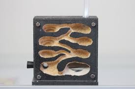 Image result for ytong ants