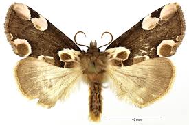 Attēlu rezultāti vaicājumam “Thyatira batis larva”