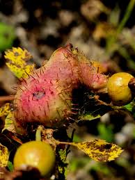 Attēlu rezultāti vaicājumam “Diplolepis bicolor”