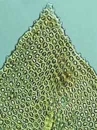 Attēlu rezultāti vaicājumam “Abietinella abietina var. hystricosa”