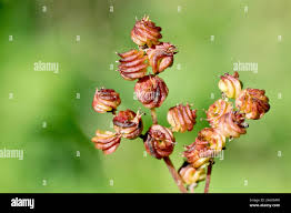 Attēlu rezultāti vaicājumam “Filipendula ulmaria  flower”