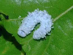 Attēlu rezultāti vaicājumam “Eriocampa ovata”