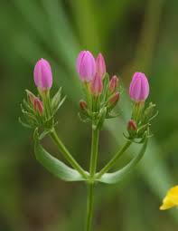 Image result for Centaurium erythraea