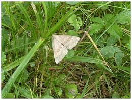 Attēlu rezultāti vaicājumam “Polypogon tentacularius”