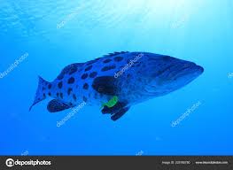 Image result for Epinephelus tukula
