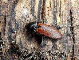 Attēlu rezultāti vaicājumam “Ampedus pomorum”