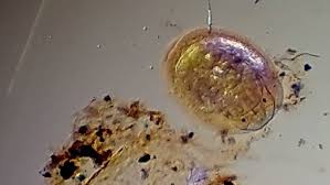 Attēlu rezultāti vaicājumam “Ancylus fluviatilis”