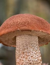 Attēlu rezultāti vaicājumam “Leccinum aurantiacum”