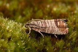 Attēlu rezultāti vaicājumam “Cydia pomonella”