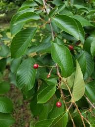 Attēlu rezultāti vaicājumam “Cerasus leaf”